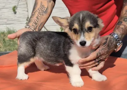 Welsh Corgi Pembroke - Tri