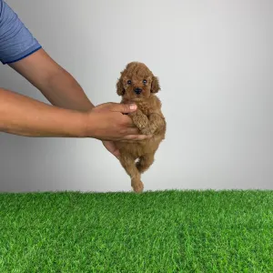 Poodle Miniature - Hiper