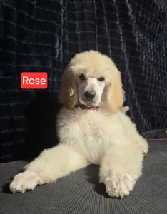 Óriás uszkár - Giant Miracles Extazy Diamond Rose