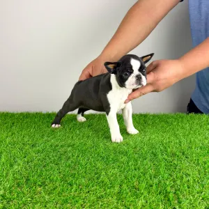 Boston Terrier - Evita