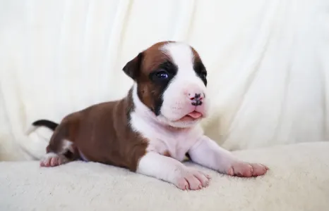 American Staffordshire Terrier - Horologium Constellation Of Silence Warrior