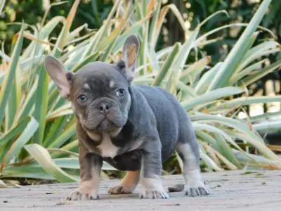 Buldog francuski - Glória