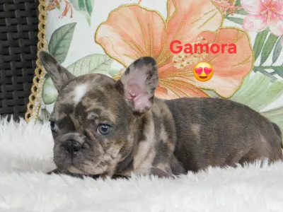 French Bulldog - Gamora