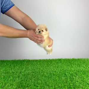 German Pomeranian Spitz - Unicorn