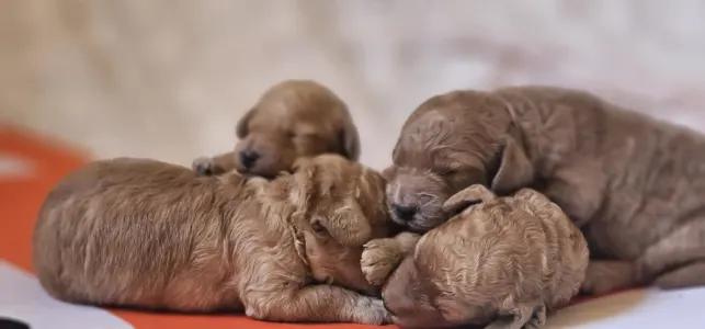 Poodle Medium - N2 Of Your Sweetest Dream