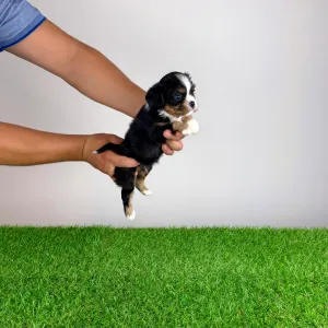 Cavalier King Charles Spaniel - Veritas
