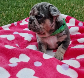 Francia bulldog - Available Puppy Dogs
