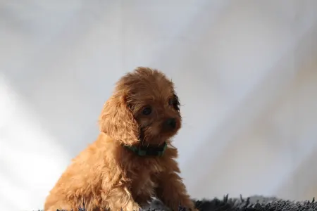 Cavapoo - Brayen
