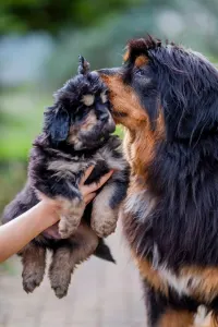 Mastino tibetano - Menyhért 