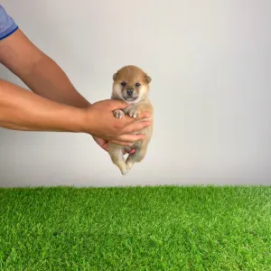 Shiba Inu - Vee