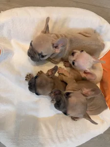 Französische Bulldogge - Brownie