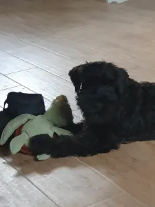 Цвергшнауцер - Héra