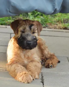 Irish Soft Coated Wheaten Terrier - Elemér