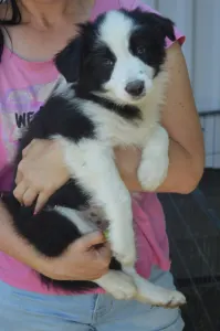 Border Collie - Piros Nyakörv/fekete Kan