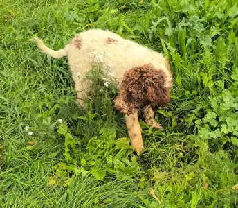 Wasserhund der Romagna - Aisha