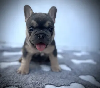 French Bulldog - Neo