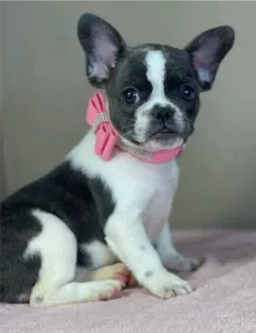 Francia bulldog - Melissa