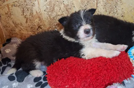 Border Collie - Dazzling Borders Braveheart