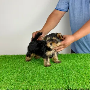 Yorkshire Terrier - Alpur