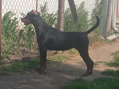 Dobermann - Josera