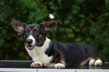 Cardigan welsh corgi - Kirumi Mendenhall