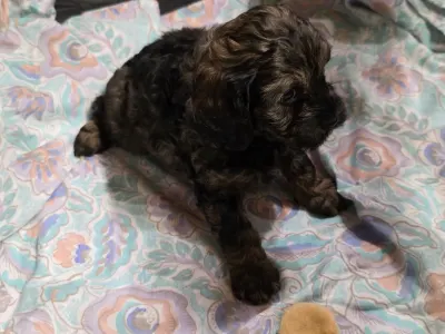 Cavapoo - Puma