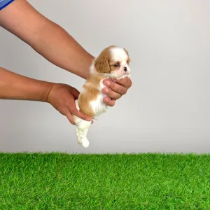 Cavalier King Charles Spaniel - Lotus