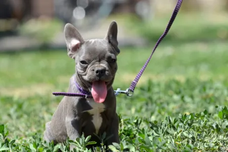 Francia bulldog - Málna