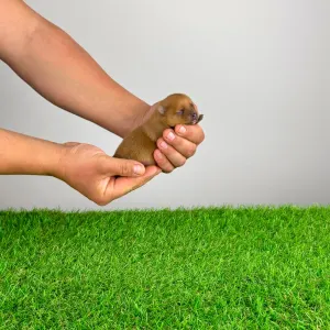 Spitz tedesco piccolo - Biscuit