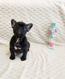 Bouledogue français - Daisy