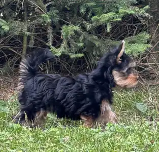 Terrier australien à poil soyeux - Daphné