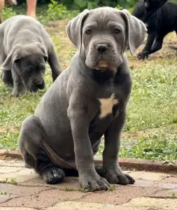 Chien de cour italien - Tommyboy