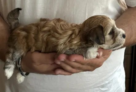 Havanese - Xenso