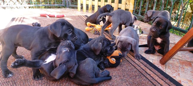 Cane corso - Caesar’s Guardians