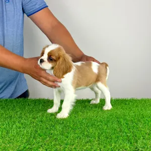 Cavalier King Charles spániel - Penta
