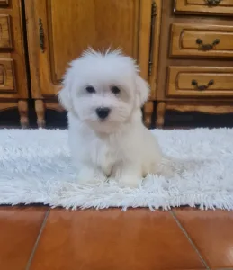 Coton de Tulear - Glendon