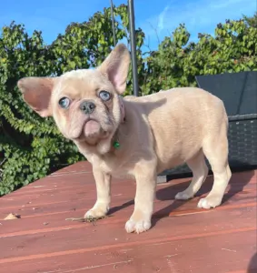 French Bulldog - Georgina