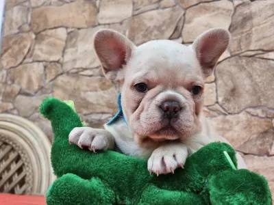 French Bulldog - Dante