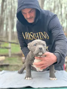 American Bully - Pocket - Blueline