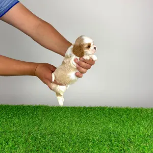 Cavalier King Charles Spaniel - Noen