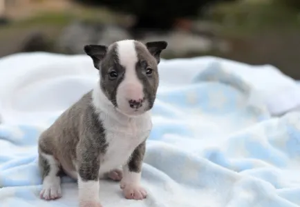 Miniatűr bullterrier - Koda