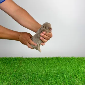 Chihuahua - Hella
