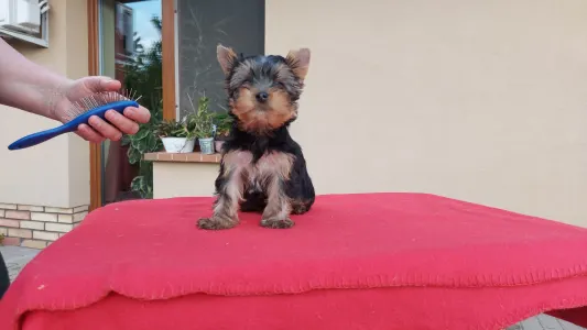 Yorkshire Terrier - Joy Boy (recommend For Show And Breeding)