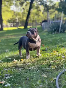 Amerikai Bully - Pocket - M. Platinum Dogs
