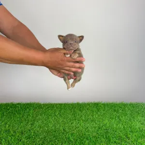 Chihuahua - Henky 