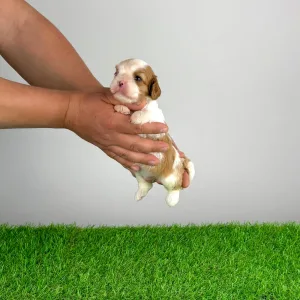 Кавалер кинг-чарльз-спаниель - Karosso