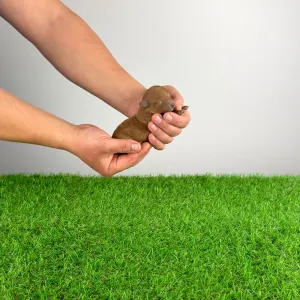 Toy uszkár - Pandur