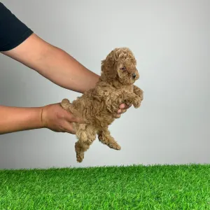 Poodle Miniature - Sunny