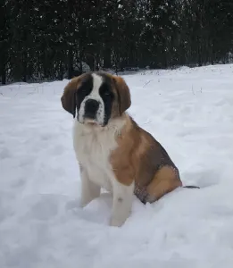 Saint Bernard - Roger