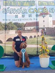 Hungarian Short-haired Vizsla - Becses Vadász 